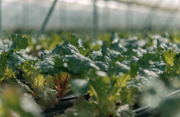 BlueRoot greenhouse