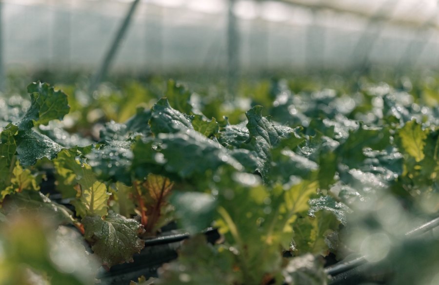 BlueRoot greenhouse